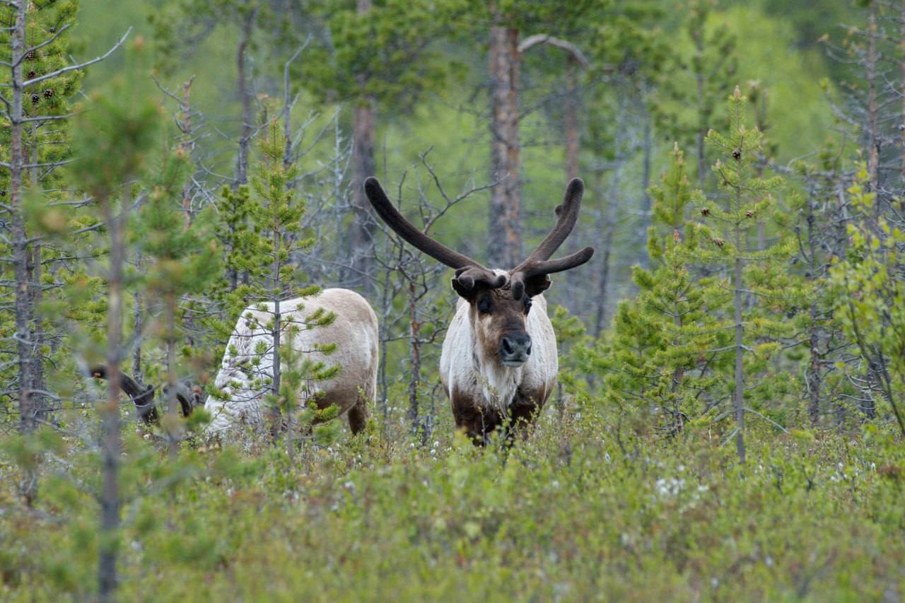 Изображение к новости '🦌 Жителей муниципальных образований Мурманской области приглашают к участию в экологической акции «Спасибо за чистую тундру!»'